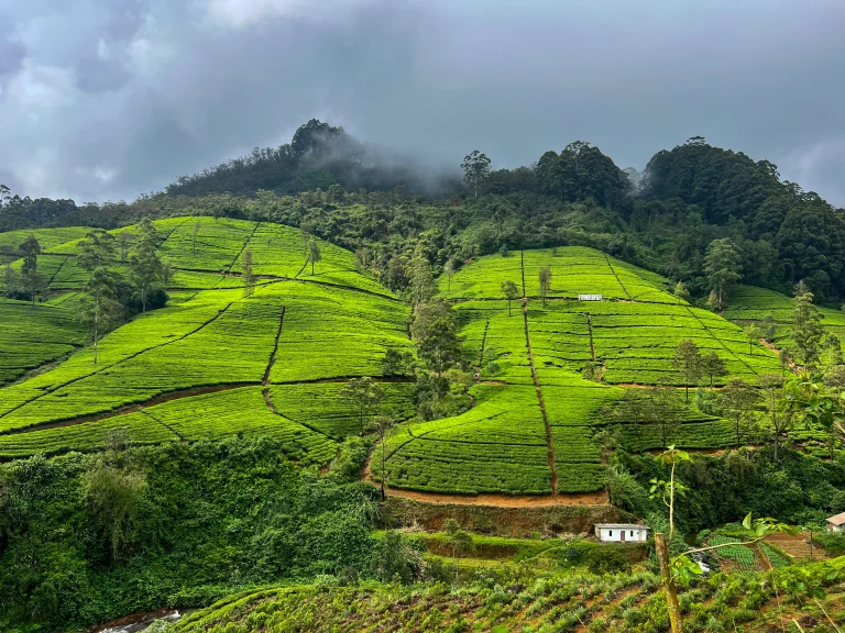 Réservation, prix, sièges : Tout savoir sur le célèbre train du Sri Lanka